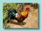 Raro Rooster at Needle